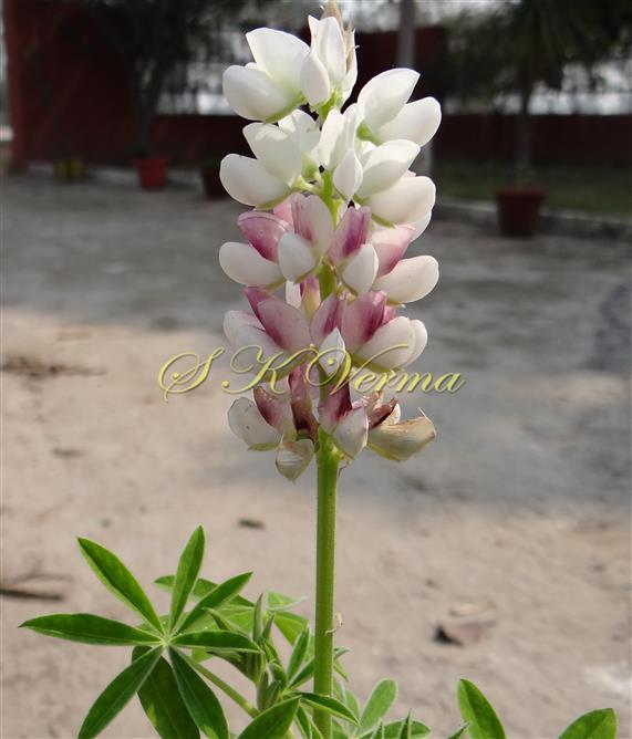  Inflorescence